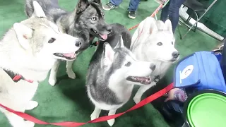 Visiting with Friends at the Novi Pet Expo 2023