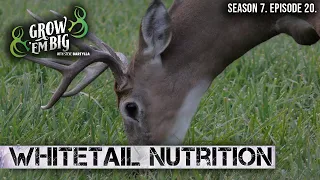 3 Tips on Supplemental Feeding for White-Tailed Deer