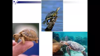 Черепахи 7 класс   презентация
