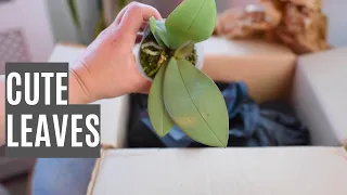 Unboxing three orchids and reviewing a new orchid nursery!