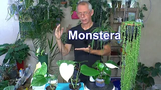 Themenvideo Monstera mit weißen Blättern in der Vermehrung Anzucht und Pflege