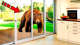 The bear knocked on the window every morning. Following him, the man was horrified!