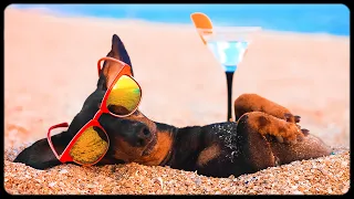 Doesn't Waste my Summer! Cute & funny dachshund dog video!