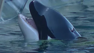 Orca Presentation (Full Show) June 6, 2019 - Marineland of France