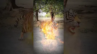 जादू पानी और शेर💦🐅// magic video//#shorts #emotional #lion #animals #whater