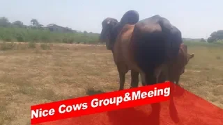 The Nice Cows Group,Making Cows Fields |Village Cows Bull Me |smart team matting summer on the force