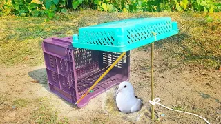 New Creative Bird Trap | Faster Homemade Pigeon Trap Using Fruit Box