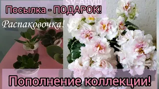 Как же приятно получать подарки! Распаковка посылки с фиалками из Воронежа! 19.08.2023г.