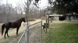 Horse and dog play together.