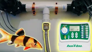 Never Change Water Manually Again!​ DIY Auto Water Changes​​ | How to Build a Fish Room (Part 5)