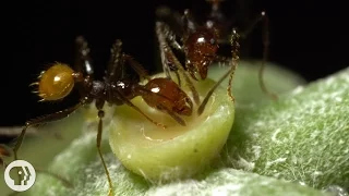 The Double-Crossing Ants to Whom Friendship Means Nothing | Deep Look