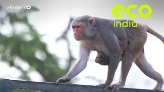 Eco India: What lies at the heart of Delhi's growing monkey menace?