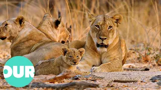 Lion Country: Young and Vulnerable Cubs in Danger | Our World