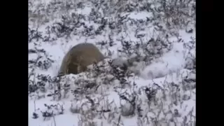 Охота манула Pallas cat hunting