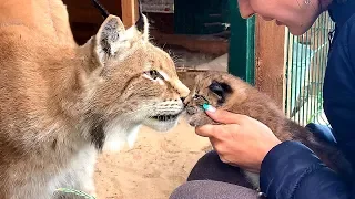 LYNX UMKA MET WITH KITTENS / Puma is testing the playground