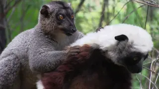 Madagascar lemurマダガスカルのサルたち、シファカとブラウンキツネザル仲良し