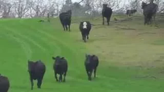 ACE THE BORDER COLLIE BRINGS IN THE COWS