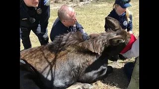 Breck moose attack leaves man injured, wildlife tranquilized... on Krystal 93 news