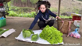 Harvest lettuce, cabbage, kohlrabi and tomatoes to go to the market to sell