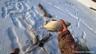 Хапуги снова не подвели. Нашел глубокую яму с рыбой прямо за огородами.