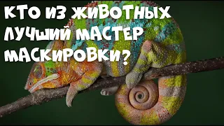 Кто из животных лучший мастер маскировки?