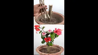 Grafting Technique To Get Multiple Colour Flowers In A Single Hibiscus Plant#Shorts