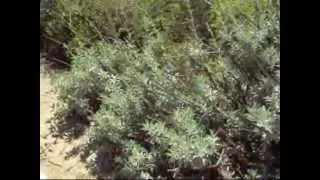 Garden Pepperazzi - Wild White Sage Harvest (Salvia Apiana)
