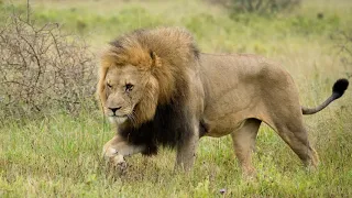 Практическое мультимедийное пособие «Карнавал животных»( К.Сен-Санс) Королевский марш льва видео