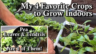 4 Crops that Easily Grow Indoors for Winter Salad Greens: Growth Examples, Planting, & Basic Lights