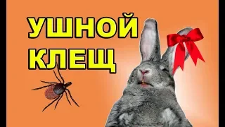 УШНОЙ КЛЕЩ