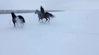 Конные прогулки зимой. #Уляники#ранчо