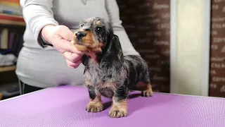 Lubasha, Wire-haired dachshund miniature (Такса ж/ш мини) Любаша, 1m 22days old.