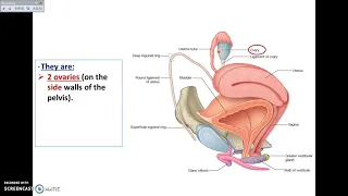 Overview of Pelvis (6) - Female Pelvic Organs - Dr. Ahmed Farid