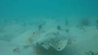 Underwater Stingray Dominican Republic Boca Chica Diving Part 2