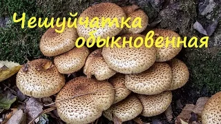 Чешуйчатка обыкновенная