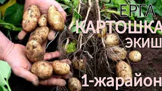 ЕРГА КАРТОШКА ЭКИШ 1-ЖАРАЙОН #biogumus #daromat #yangilik #tajriba #biznes #natija #NEWS 👍👇👇👇