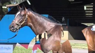 2016 Inglis Premier Lot 575 Testa Rossa x Flying Mistress To Be Trained By Tony McEvoy