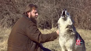 Howling wolves and exotic animals in Massachusetts