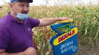 Лінійка гібридів DEKALB на демо під Полтавой