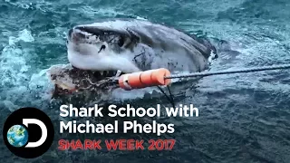 Shark School with Michael Phelps | Shark Week 2017