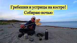 Гребешки и устрицы на костре! Собираю ночью!