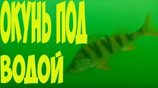 Рыбалка. Окунь подводная съемка. Fishing . Perch underwater shooting