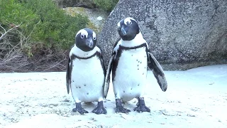 When Penguins ATTACK (adorably) at Boulders Beach, South Africa