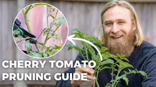 How to Prune Cherry Tomatoes: Maximum Yield for Your Effort