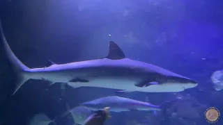 Shreveport Aquarium