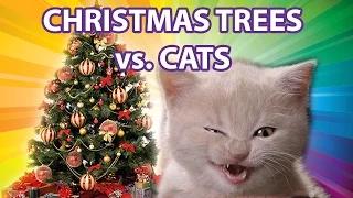 Funny Cats vs Christmas Trees