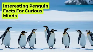 Interesting Penguin Facts For Curious Minds