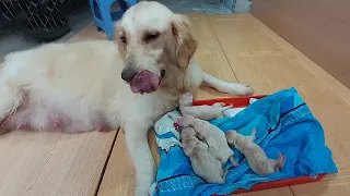 Mom Golden Retriever Giving Birth to Cute Puppies