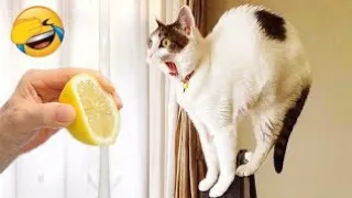 New Funny Videos 2024 😺😍  Cutest Cats and Dogs🐕🐈# 64