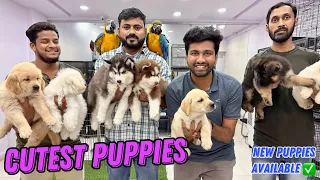 SHOW QUALITY PUPPIES SPECIAL 🐕‍🦺 BEST PRICE CHEAPEST PET SHOP | PURE BREED DOGS IN HYD